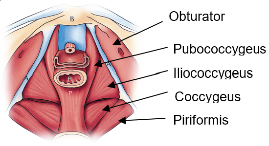 Pelvic Floor Spasms AZCCPP