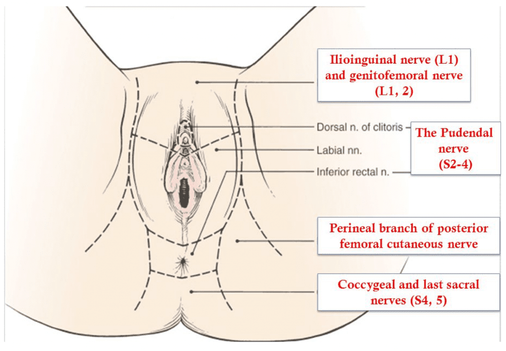 Pudendal and Other Nerve Damage - Posterior Femoral Cutaneous, Ileoinguinal  and Obturator in the Transvaginal Mesh Patient