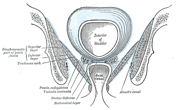 Pudendal canal - Wikipedia