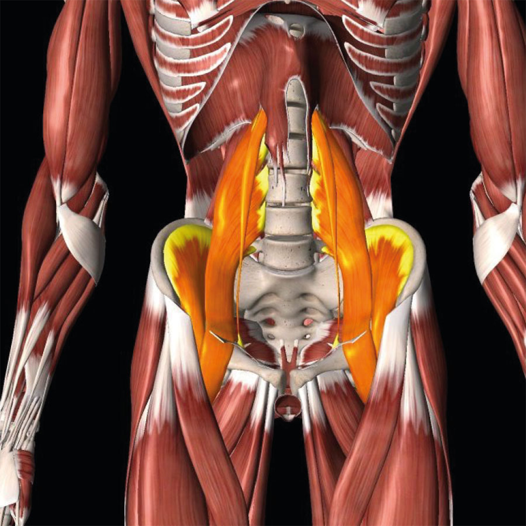 Picture of hip flexor muscle