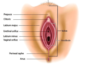 Vulvodynia