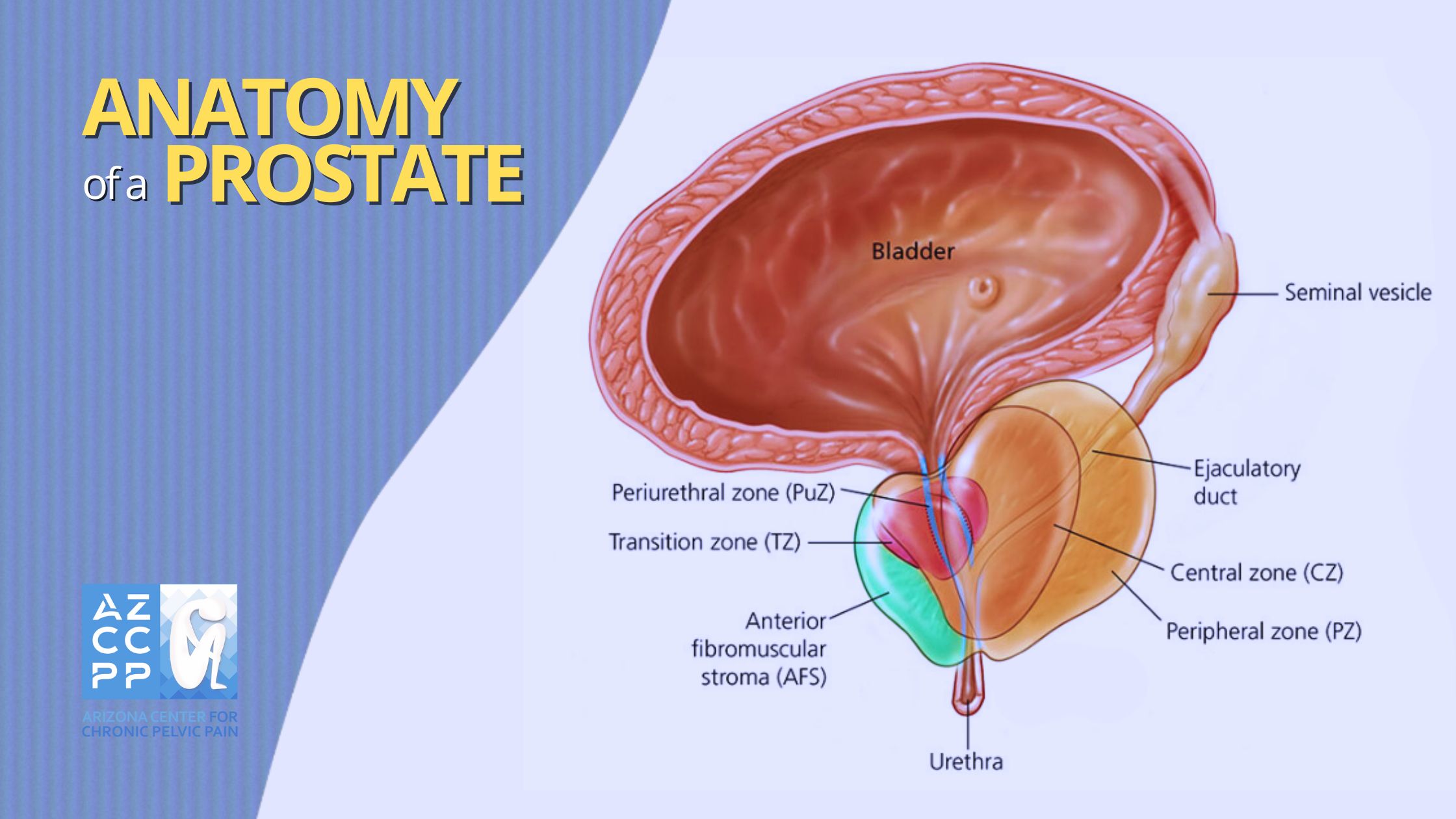 Prostatitis Treatments and Distinctions, Anatomy of a Prostate, Pelvic Pain Surgery AZ, #1 Pelvic Pain Surgeon Arizona, AZCCPP