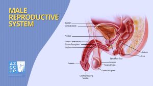Prostatitis Treatments and Distinctions, Male Reproductive System, Pelvic Pain Surgery AZ, #1 Pelvic Pain Surgeon Arizona, AZCCPP